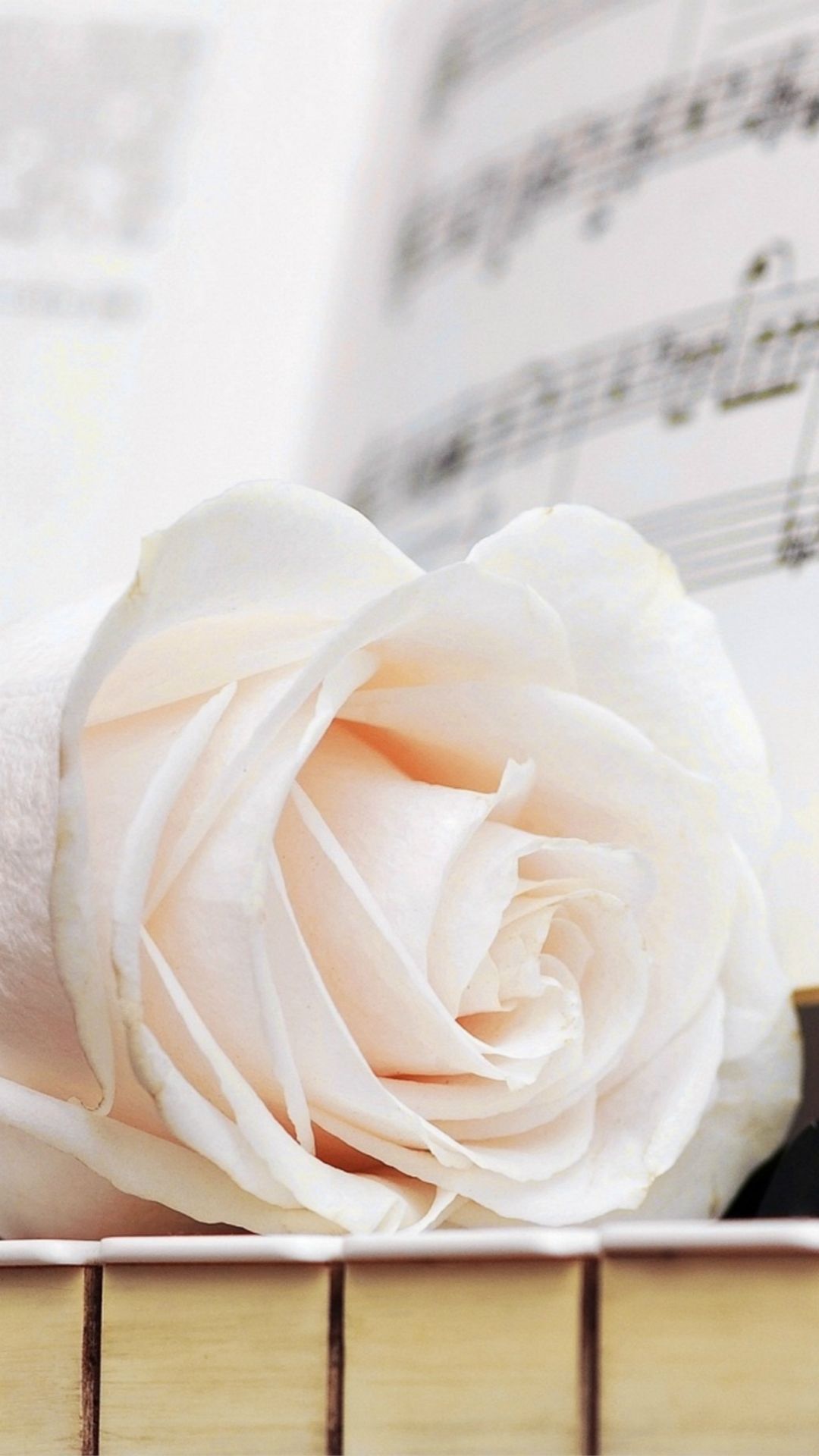1080x1920 White Rose iPhone Wallpapers - Top Free White Rose iPhone