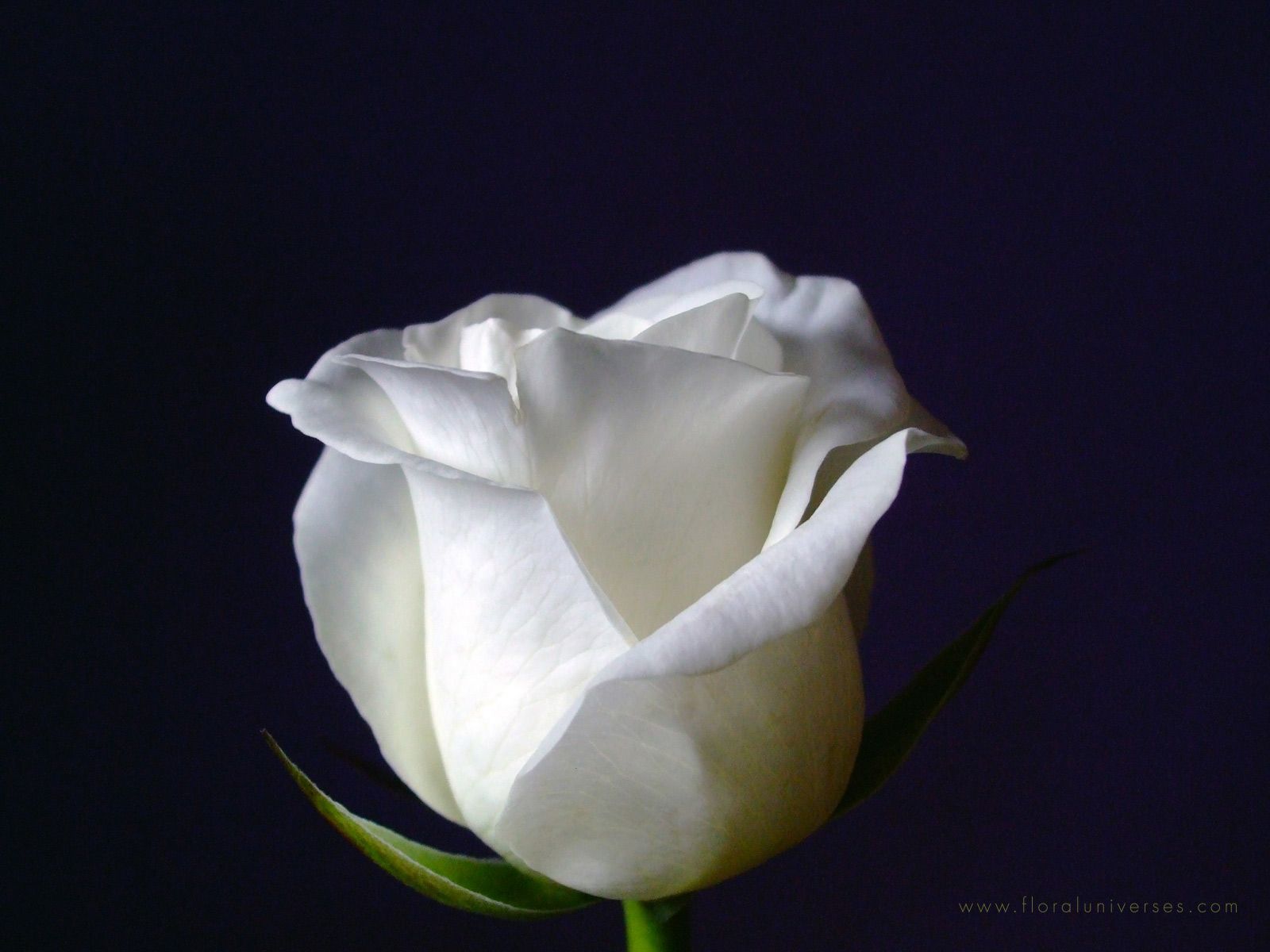 1600x1200 White Rose wallpapers | White Rose stock photos