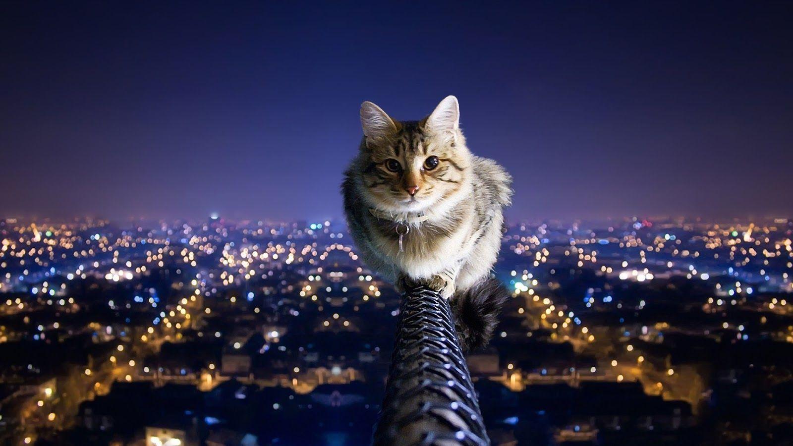 1600x900 Cool Cat Backgrounds