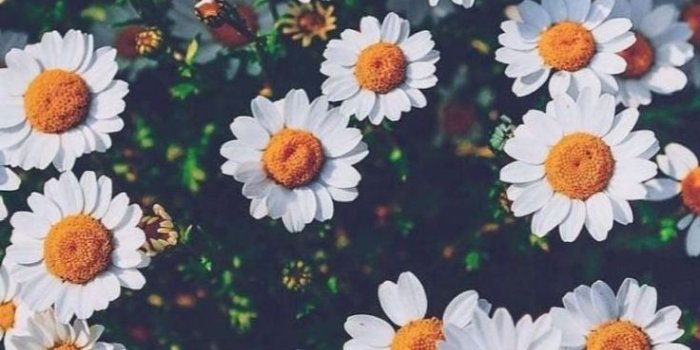 736x1146 white daisies #flowers | { flowers & florals } in 2019 | Sunflower