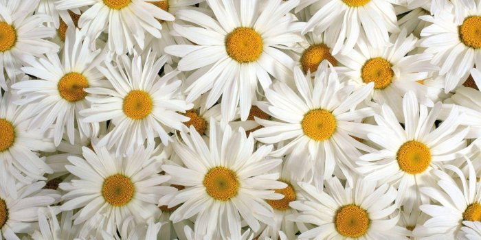 1600x1200 Daisy Flower Wallpapers
