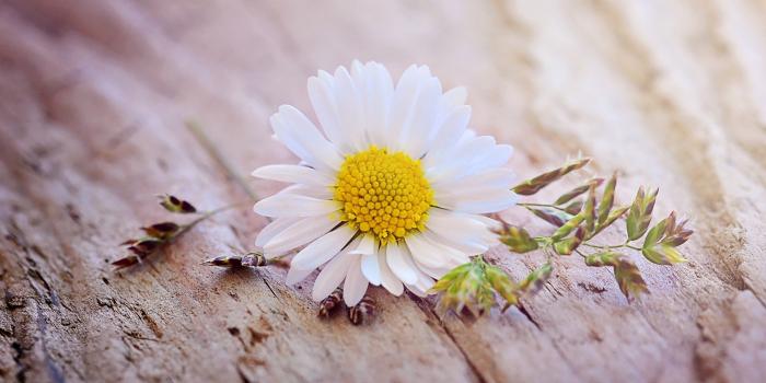 3000x2000 54+ Daisy Flower Wallpapers on WallpaperPlay