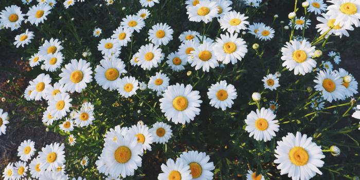 4608x2592 White-and-yellow daisy flowers, Daisies, Glade, Flowers HD wallpaper