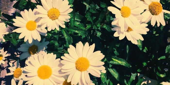 960x1280 Cute daisy wallpaper | iPhone backgrounds in 2019 | Daisy wallpaper