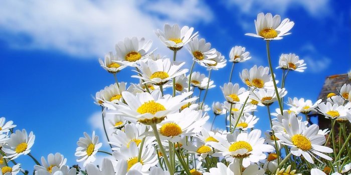 1280x804 Spring Daisy wallpapers | Spring Daisy stock photos