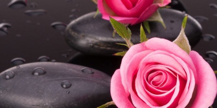 1080x1920 Pink Rose Wallpaper For Iphone - (55+) Group Wallpapers