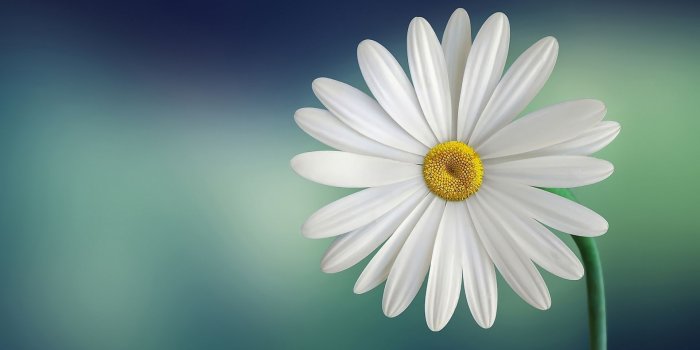 1920x1200 Marguerite Daisy Flower ❤ 4K HD Desktop Wallpaper for 4K Ultra HD