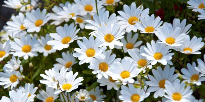 1920x1080 409 Daisy HD Wallpapers | Background Images