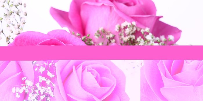 1920x1280 Pink Roses Pictures Hd Wallpapers - Beautiful Pink Rose Flowers