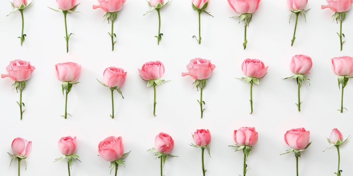 2880x1800 Pink Roses ❤ 4K HD Desktop Wallpaper for 4K Ultra HD TV • Wide