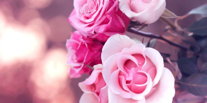 1920x1200 6776168-beautiful-pink-roses-wallpaper – 'Soulful'