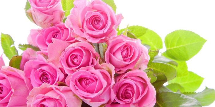 1024x768 Pink Rose Wallpapers HD Pictures | Flowers – One HD Wallpaper