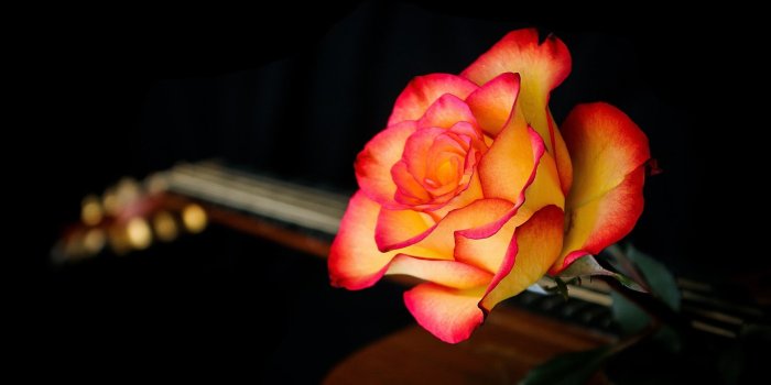 1920x1142 2611126 1920x1142 rose flower amazing wallpaper hd for desktop