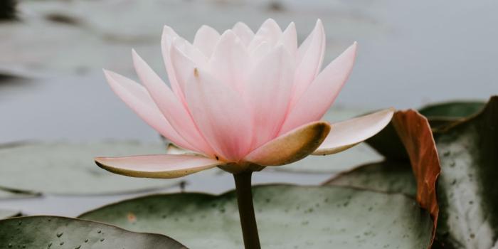 1125x2436 Pink, Plant, Aquatic Plant, Lotus, Factory Wallpaper - Water Lily