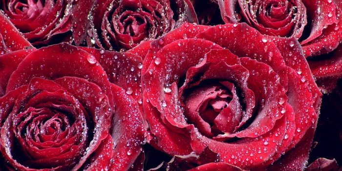 1332x850 Wallpaper aesthetics, droplets of water, roses are red images for