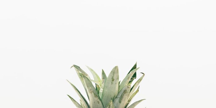 1000x1500 500+ Pineapple Top Pictures [HD] | Download Free Images on Unsplash