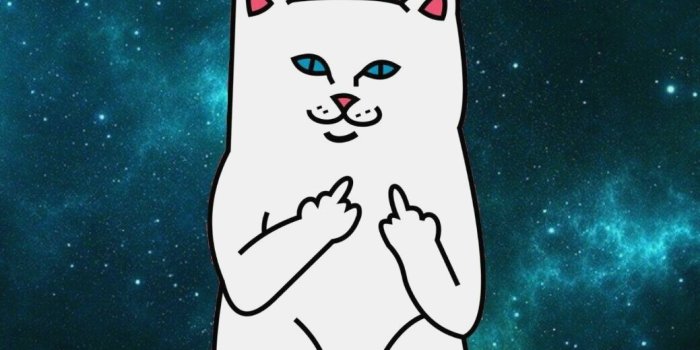 1039x1792 Ripndip Iphone Wallpaper Ripndip Middle Finger Cat - Cartoon