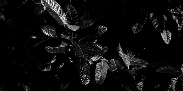 2560x1440 Download wallpaper 2560x1440 leaves, bw, dark, plant, black