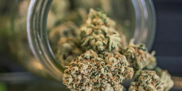 1600x900 One of California's biggest cannabis companies looks to grow some