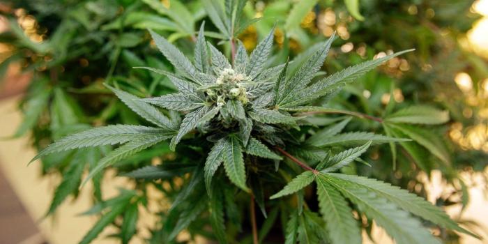 1600x900 One of California's biggest cannabis companies looks to grow some