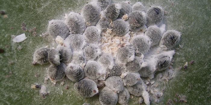 2048x1536 Dactylopius - Wikipedia