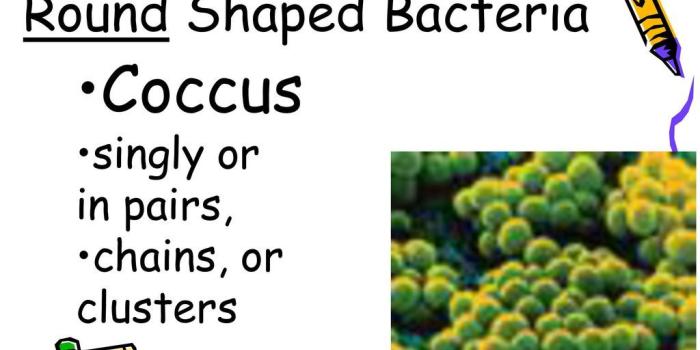 1024x768 Chapter 9: Single-celled Organisms & Viruses - ppt download