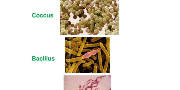 1024x768 PPT - Plant Disease PowerPoint Presentation - ID:6203089