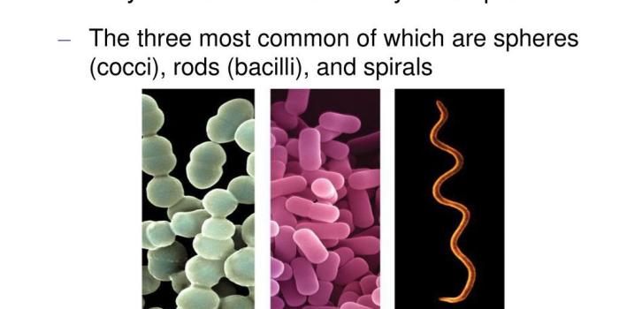 1024x768 PROKARYOTES & PROTISTS - ppt download