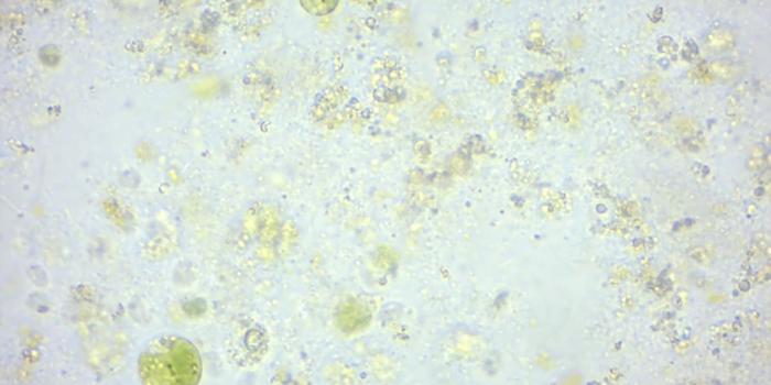 1296x972 14 Protista | Laboratory Manual For SCI103 Biology I at Roxbury