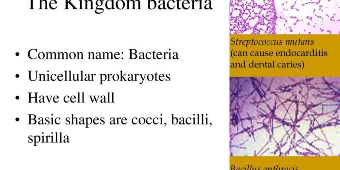 1024x768 The Kingdoms. - ppt download