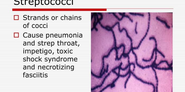 1024x768 The Immune system and health - ppt download