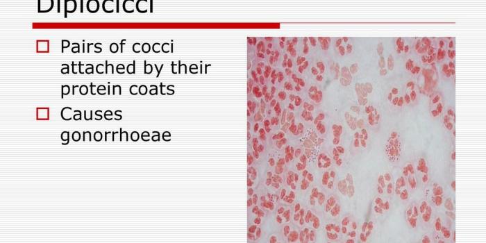 1024x768 The Immune system and health - ppt download