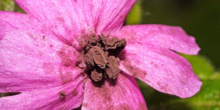 1600x1200 CABINET OF CURIOSITIES: Anther Smut - a sexually transmitted disease