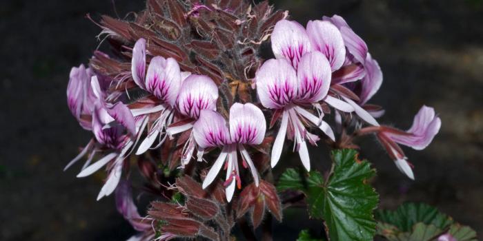 1600x900 Geraniaceae Juss. | Plants of the World Online | Kew Science