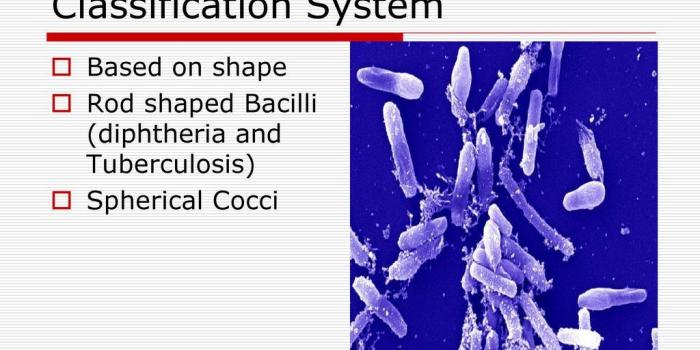 1024x768 The Immune system and health - ppt download