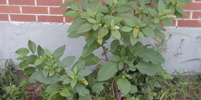 1600x1200 Farming | Sylvanaqua Farm Journal