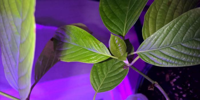 1600x900 Gnomes Information and grow log of Mitragyna Speciosa (Kratom