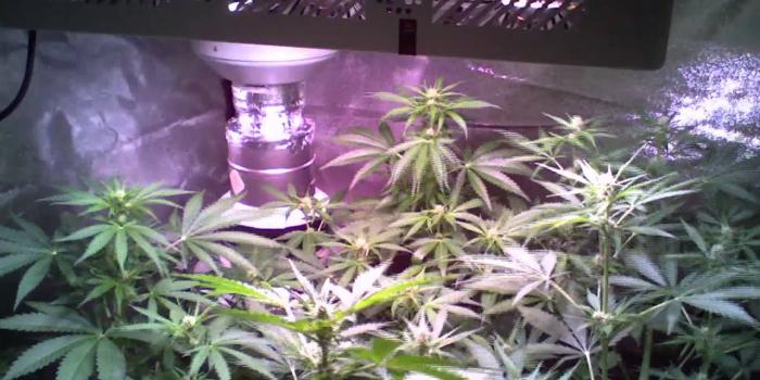 1920x1080 organic autos on gas lantern lighting | Rollitup