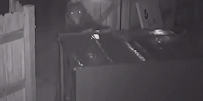 1600x1200 Video: Bear Steals Entire Dumpster from Cannabis Shop—'He Knows the