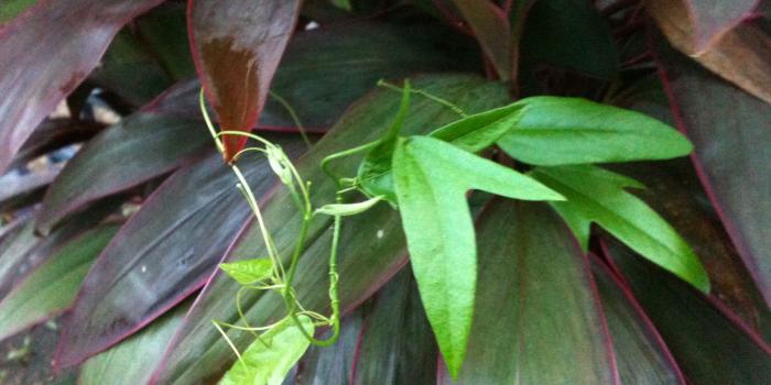 2048x1536 groupA3 | Ecological observations in Singapore