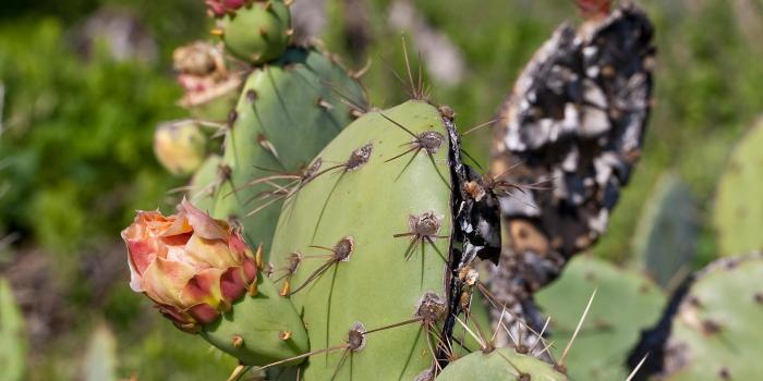 1920x1080 Prickly Pear Cactus | San Diego Zoo Animals & Plants