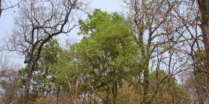 1024x768 Life Saving Medicinal Plants from Pankaj Oudhia's Medicina…