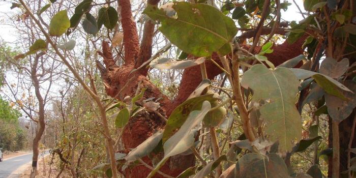 1024x768 Life Saving Medicinal Plants from Pankaj Oudhia's Medicina…