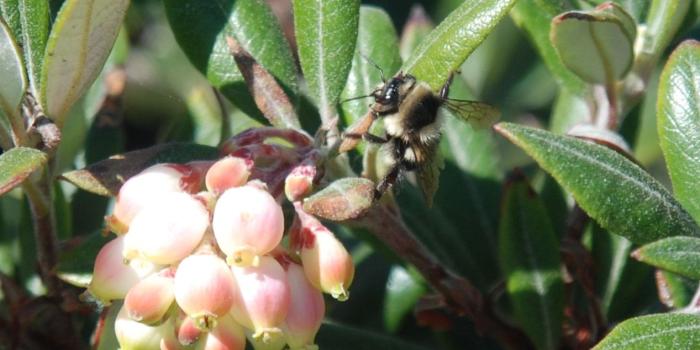 1267x1033 A California Native Plant Garden in San Diego County