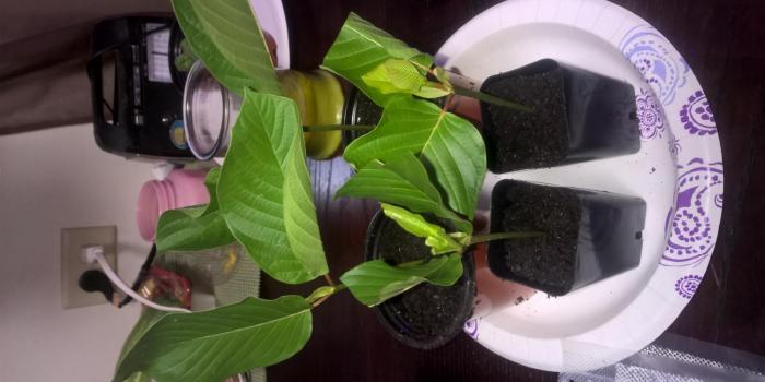 1600x900 Gnomes Information and grow log of Mitragyna Speciosa (Kratom