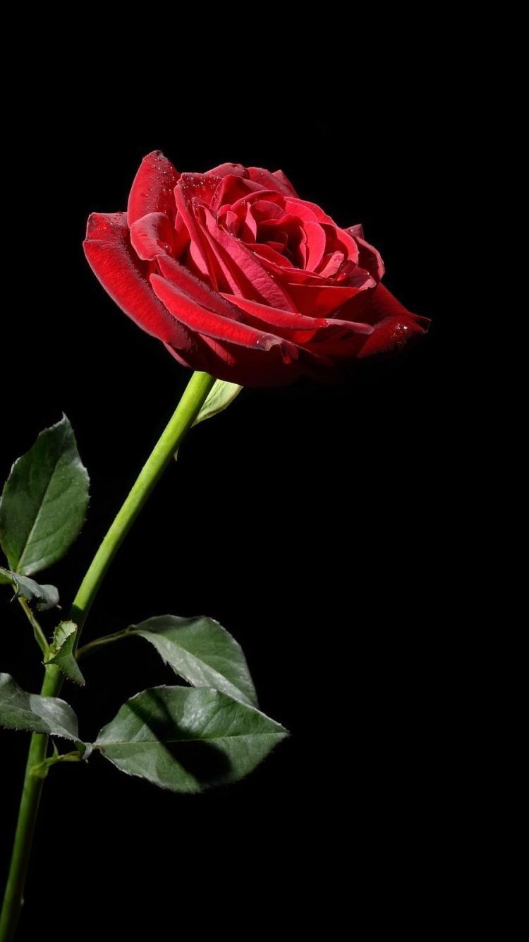 750x1334 Iphone Wallpaper Tumblr Awesome Serene Flower - Lil Skies Red Roses