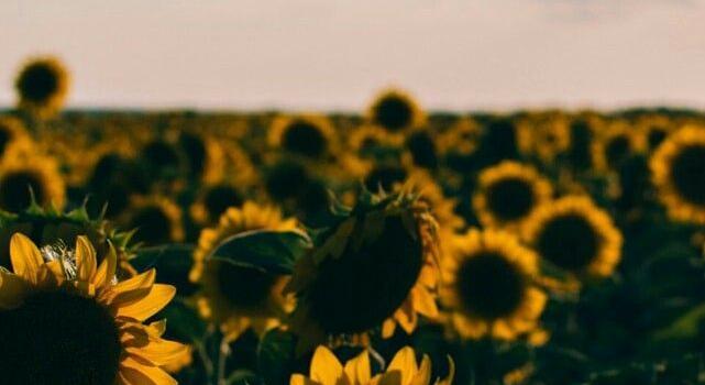 641x1280 Flores, Sunflower, wallpaper, sky || #aesthetic #sunflower
