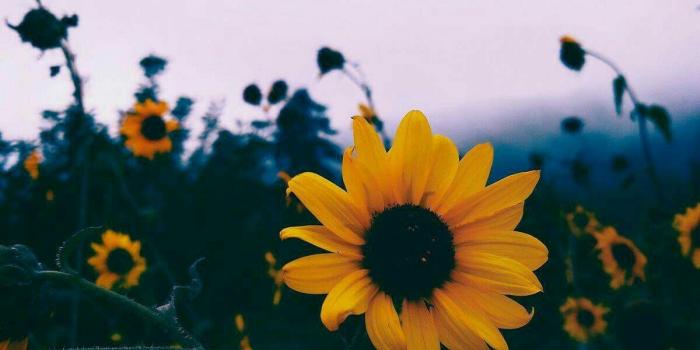 1200x1600 Sunflower Aesthetic Wallpapers - Top Free Sunflower Aesthetic