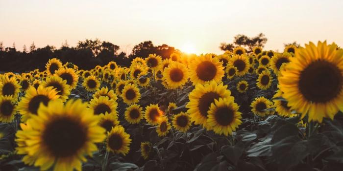 1280x853 Sunflower Backgrounds - Yellow Aesthetic Laptop Background (#143769