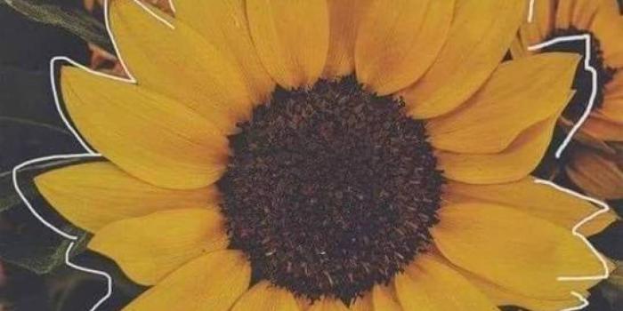 1368x855 Desktop Background : Desktop Background Artsy Sunflowers